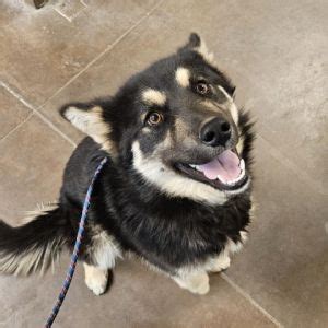 flagstaff craigslist pets|dogs for adoption near flagstaff.